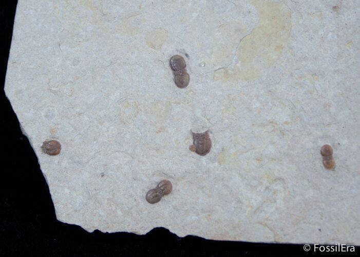 Agnostid Trilobite Cluster - Marjum Formation #3051